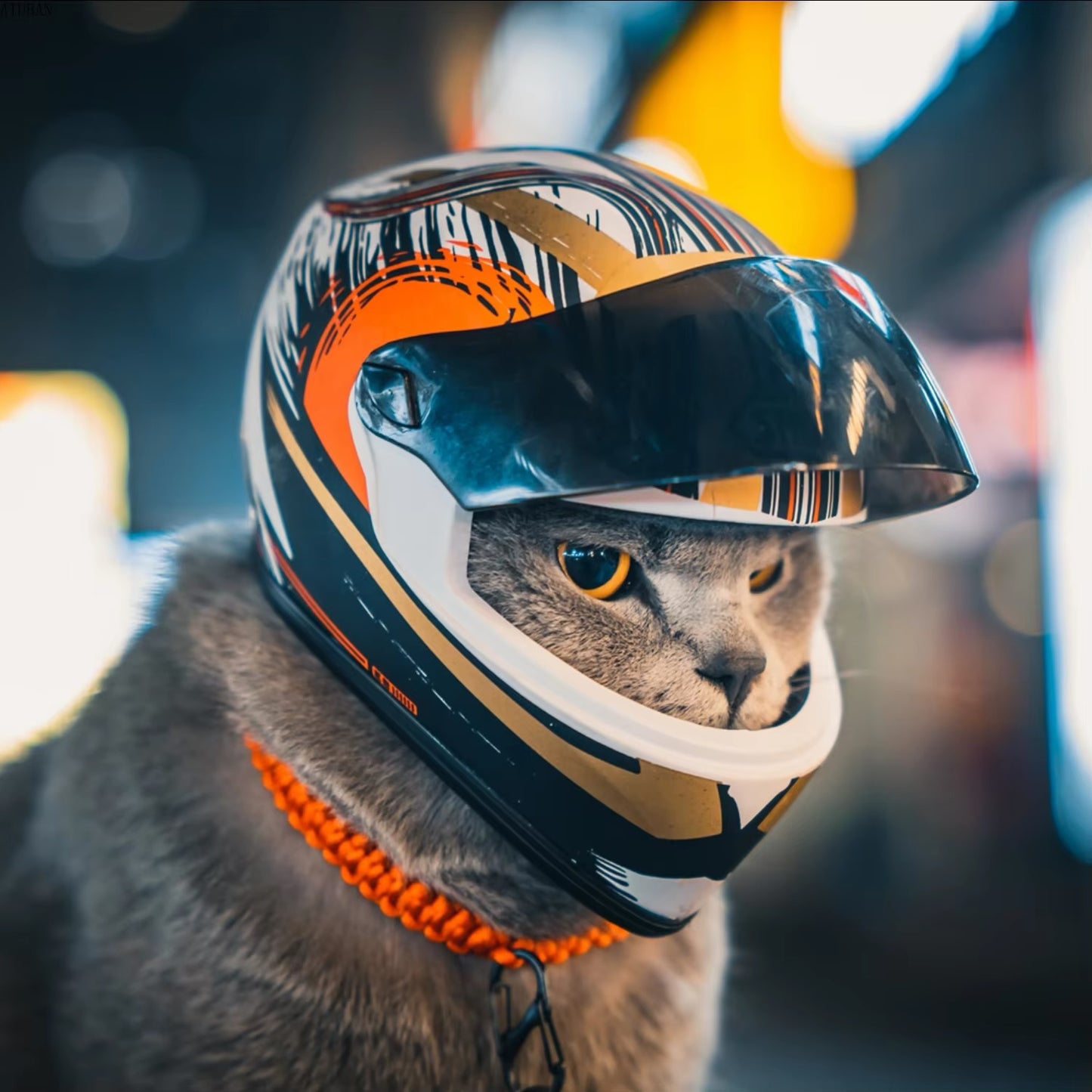 Motorcycle Helmet For Cats